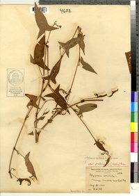 Polygonum arifolium image