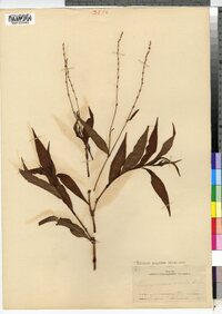 Polygonum punctatum var. punctatum image