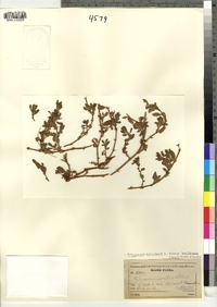 Image of Polygonum aviculare ssp. buxiforme
