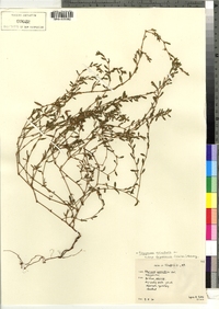 Polygonum aviculare subsp. depressum image