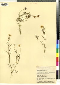 Image of Brachycome iberidifolia