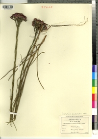 Image of Carphephorus pseudoliatris