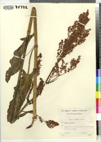 Rumex acetosa image