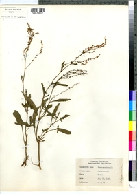 Rumex acetosella image