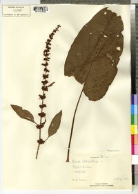 Rumex obtusifolius image