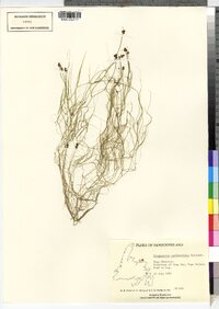 Potamogeton confervoides image