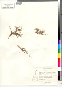 Sagina procumbens image