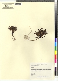 Image of Crepis nana