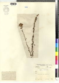 Eriophyllum lanatum var. integrifolium image