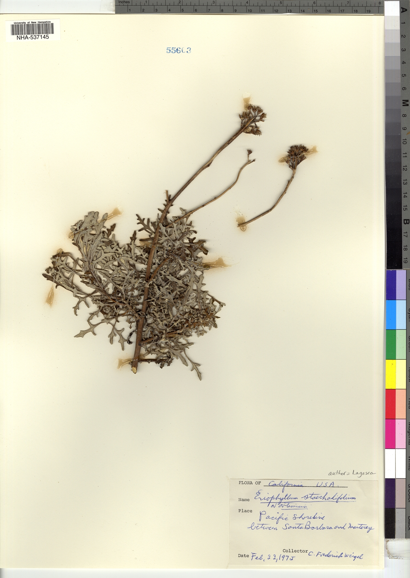Eriophyllum image