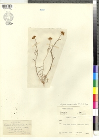 Image of Erigeron arenarioides