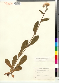 Erigeron pulchellus image