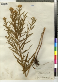 Euthamia graminifolia image