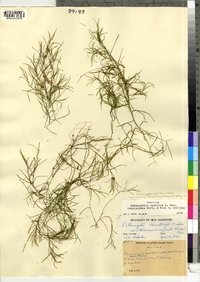 Potamogeton pusillus ssp. tenuissimus image