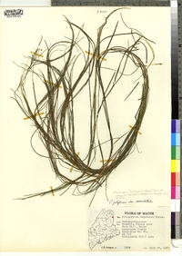 Stuckenia filiformis ssp. occidentalis image