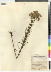 Eupatorium hyssopifolium var. hyssopifolium image
