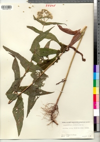 Eupatorium perfoliatum image