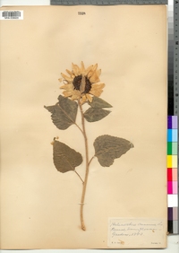 Helianthus annuus image