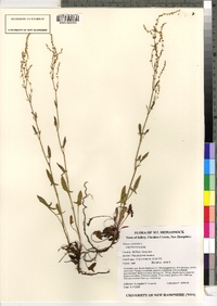 Rumex acetosella image