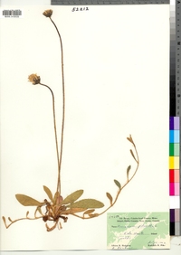 Hieracium pilosella image