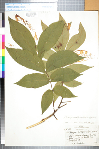 Carya cordiformis image