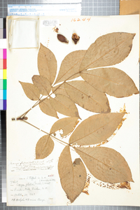 Carya glabra image