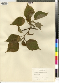 Broussonetia papyrifera image