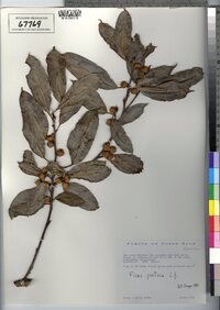 Image of Ficus pertusa