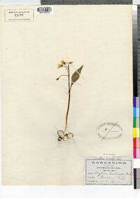 Claytonia caroliniana image