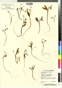 Claytonia caroliniana image