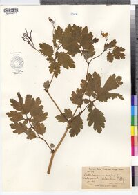 Chelidonium majus image