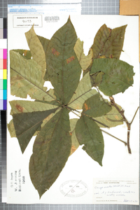 Carya ovata image