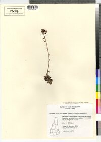 Saxifraga paniculata image