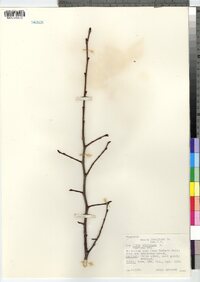 Ulmus americana image