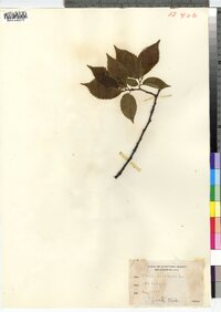 Ulmus americana image