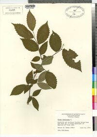 Ulmus americana image