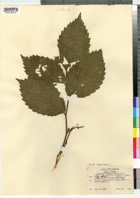 Ulmus americana image