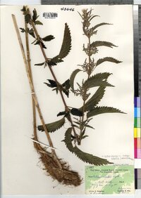 Urtica gracilis subsp. gracilis image