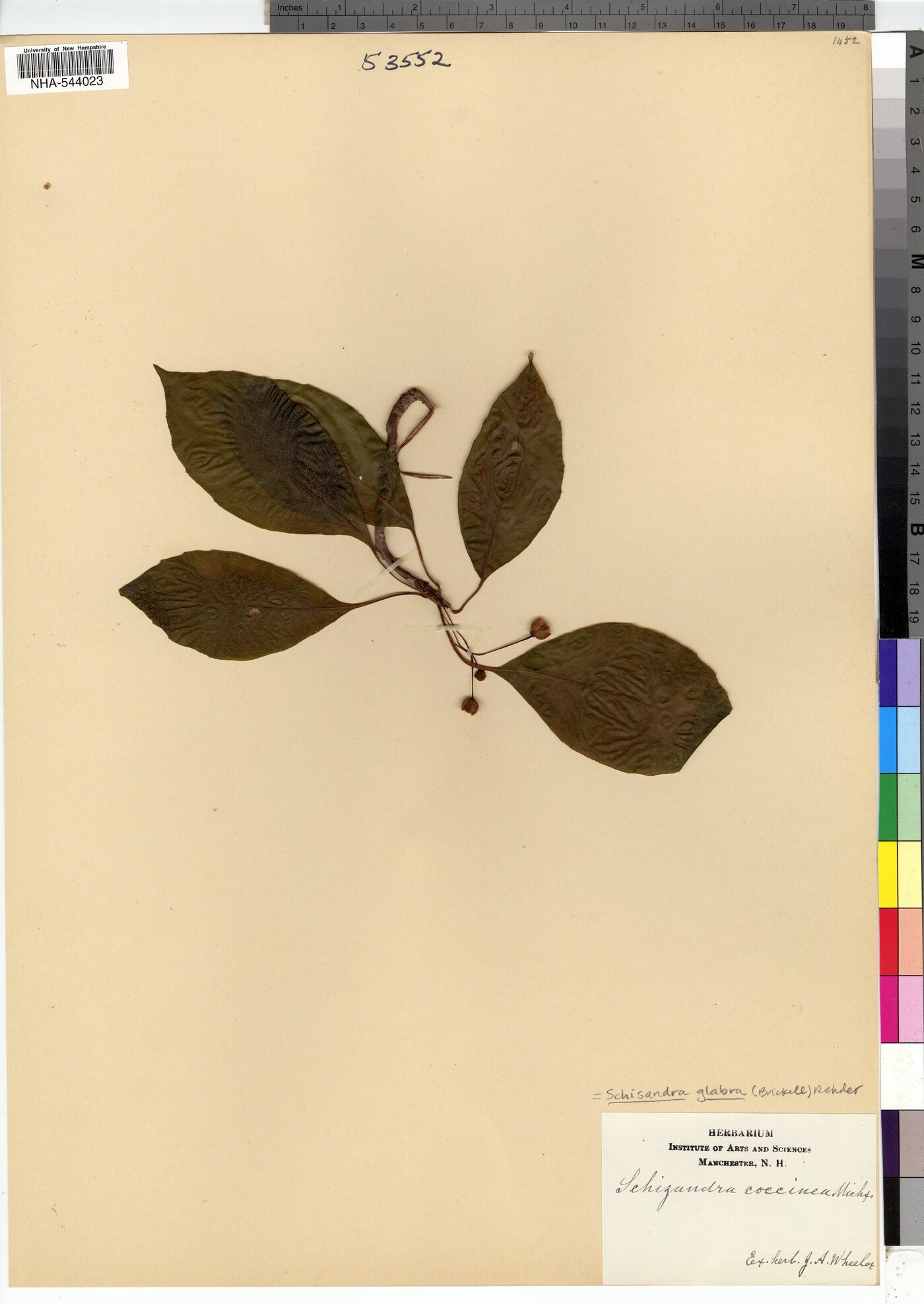 Schisandra glabra image