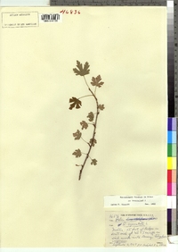 Ribes cynosbati image