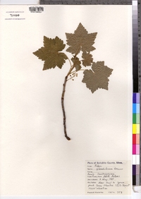 Ribes glandulosum image