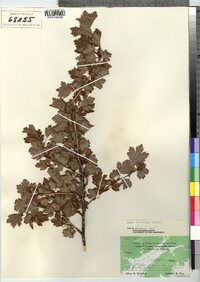 Ribes hirtellum image