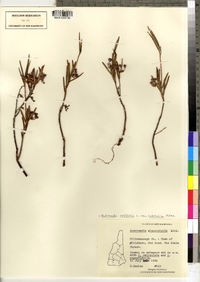 Andromeda polifolia image