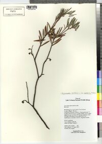 Andromeda polifolia image