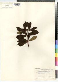 Chimaphila umbellata image