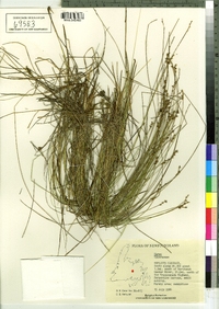 Carex interior image