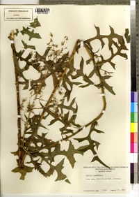 Lactuca canadensis image