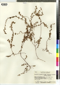 Gaultheria hispidula image