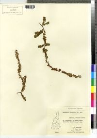 Gaultheria hispidula image