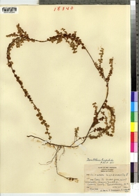 Gaultheria hispidula image